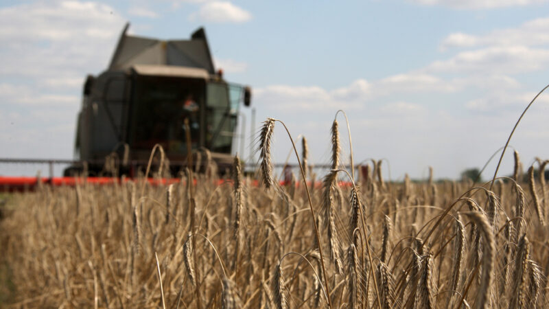 Buğdaya Yatırım: Buğday Hisseleri Nasıl Alınır?
